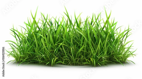 Green grassland, isolated on white, with dew drops on the blades. A fresh and calming nature scene