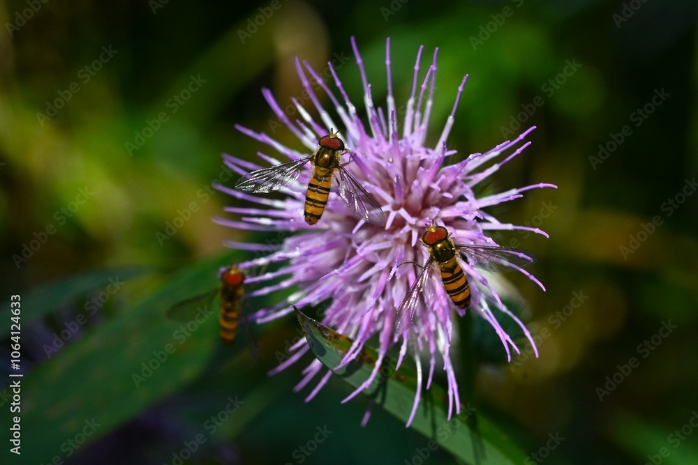 Thistle flowers and Episyrphus balteatus.Background material of insects swarming around flowers. Thistle flowers and Episyrphus balteatus.Background material of insects swarming around flowers.