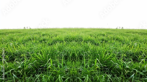 Green grassland, isolated on white, with dew drops on the blades. A fresh and calming nature scene