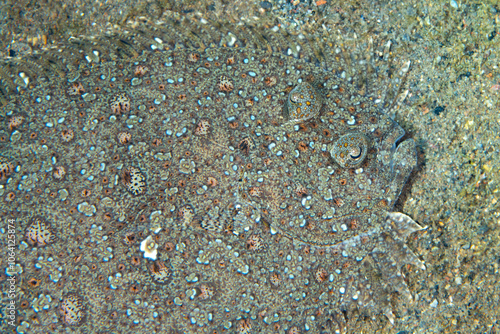 A Leopard flounder, Bothus pantherinus, is found on a black sand slope in the Lesser Sunda Islands of Indonesia. Flatfish are common on sandy habitats. photo