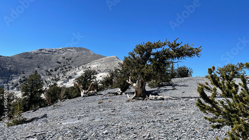 Lonely ancient bristlecone tree in the mountains