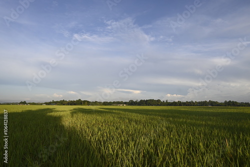 Rice Field and Green Leaves