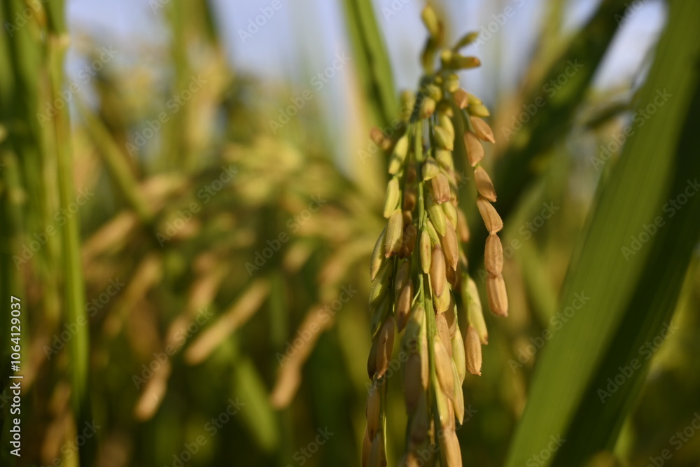 Naklejka premium Rice Field and Green Leaves