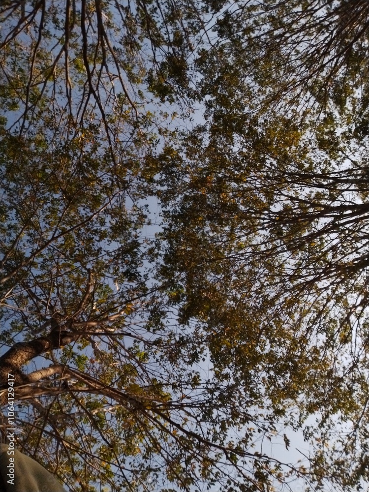 Obraz premium trees and sky