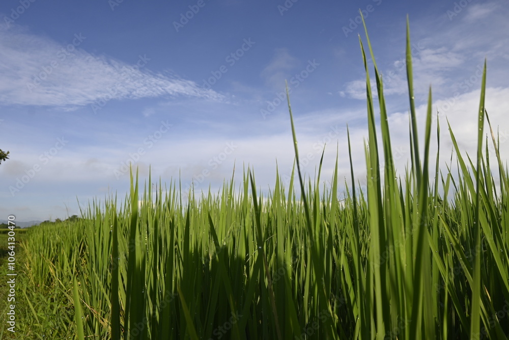 Rice Field and Green Leaves Rice Field and Green Leaves