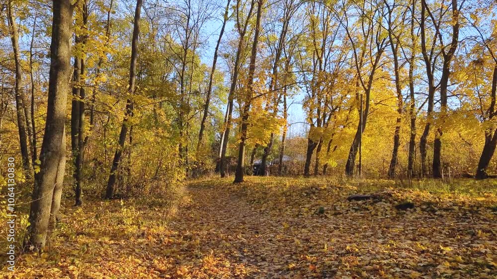 A walk along the Forest Path through the autumn forest A walk along the Forest Path through the autumn forest