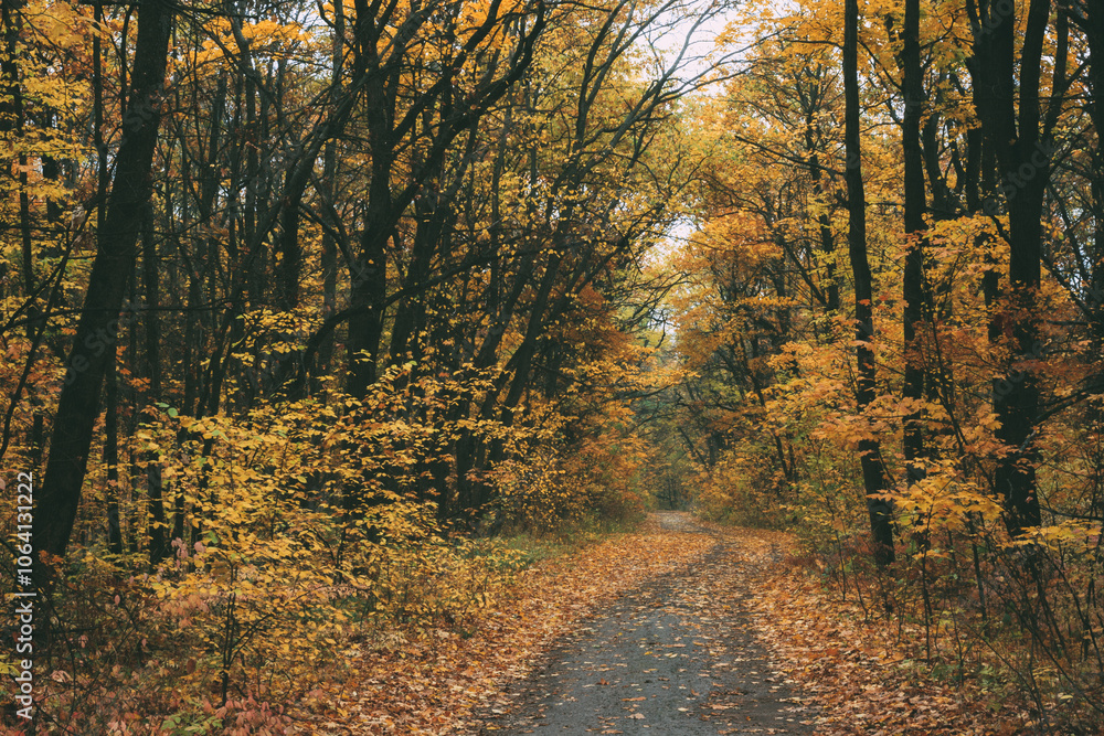 Obraz premium Path in autumn forest landscape