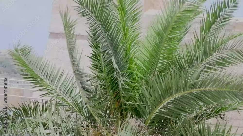 Green palm leaves against sky, view from bottom up. Nature background. Palm leaves background. Palm trees Green palm leaves against sky, view from bottom up. Nature background. Palm leaves background. Palm trees