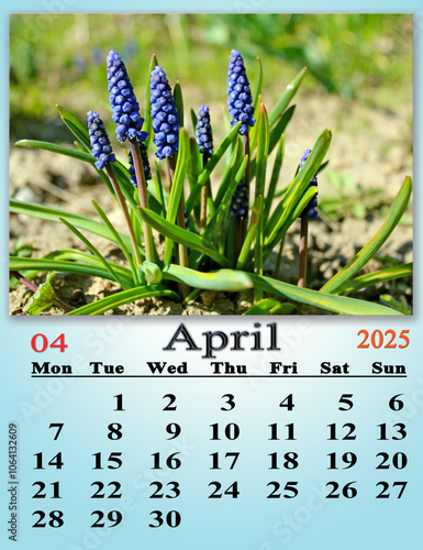 April calendar 2025 with photo of blooming muscari in spring. Monthly planner photo