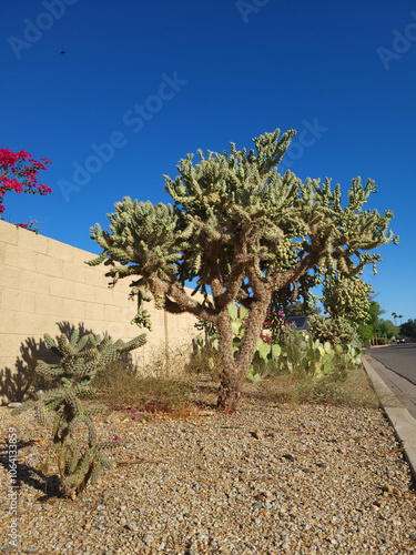 Cylindropuntia fulgida, also known as jumping cholla, found as decorative desert plat along city streets in Phoenix, Arizona photo