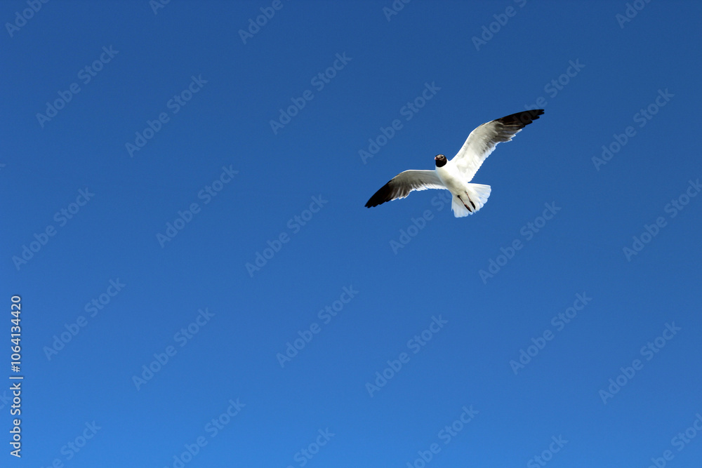 Flying Seagull Flying Seagull