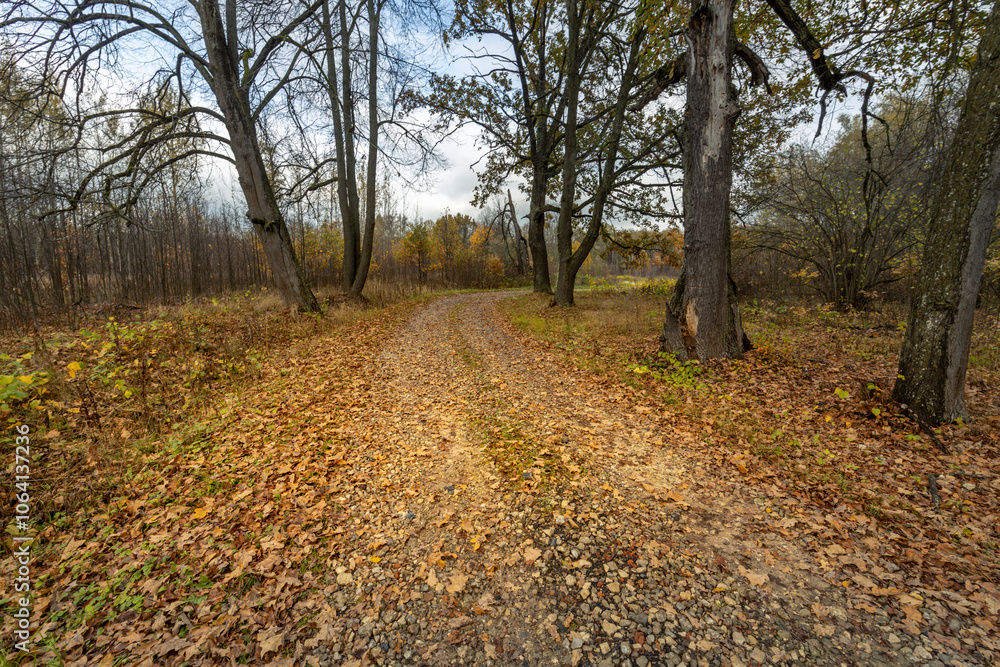 A path through a forest with leaves on the ground A path through a forest with leaves on the ground