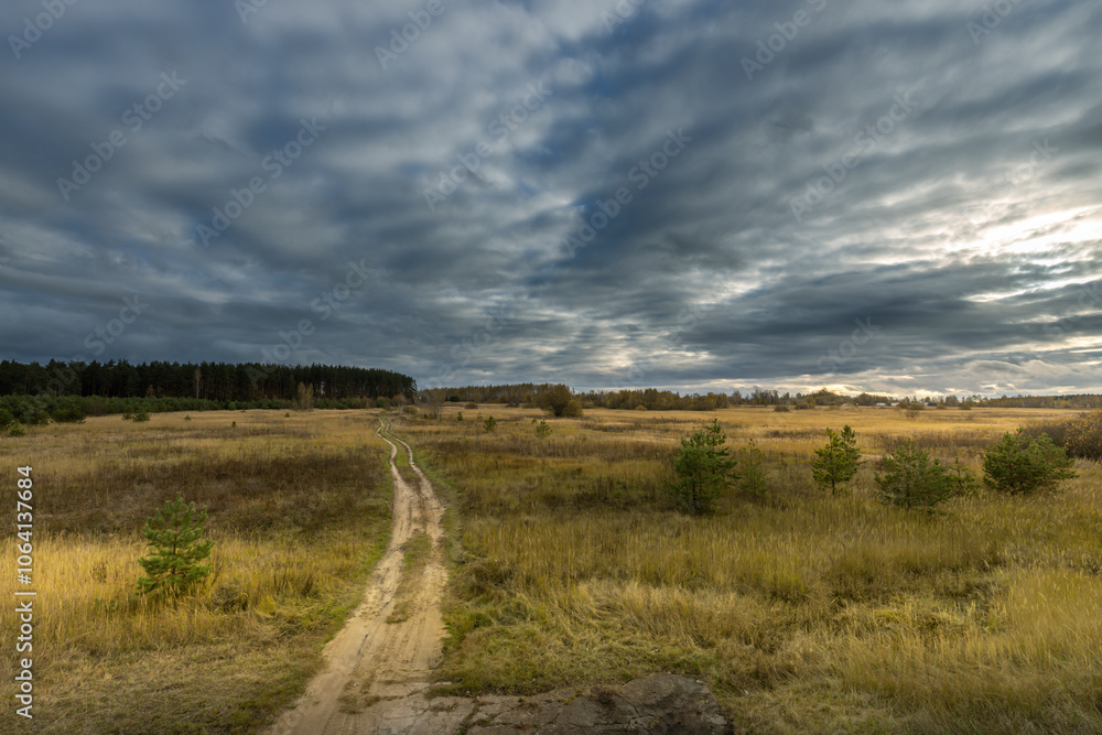 Fototapeta premium A road cuts through a field of tall grass