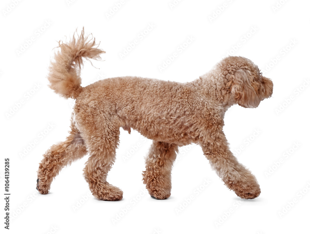 Cute Toy Poodle dog on white background. Lovely pet Cute Toy Poodle dog on white background. Lovely pet