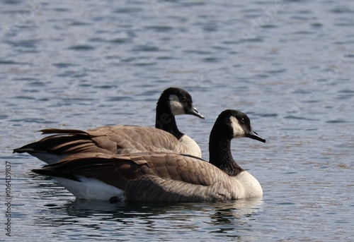 canadian geese swimming in water