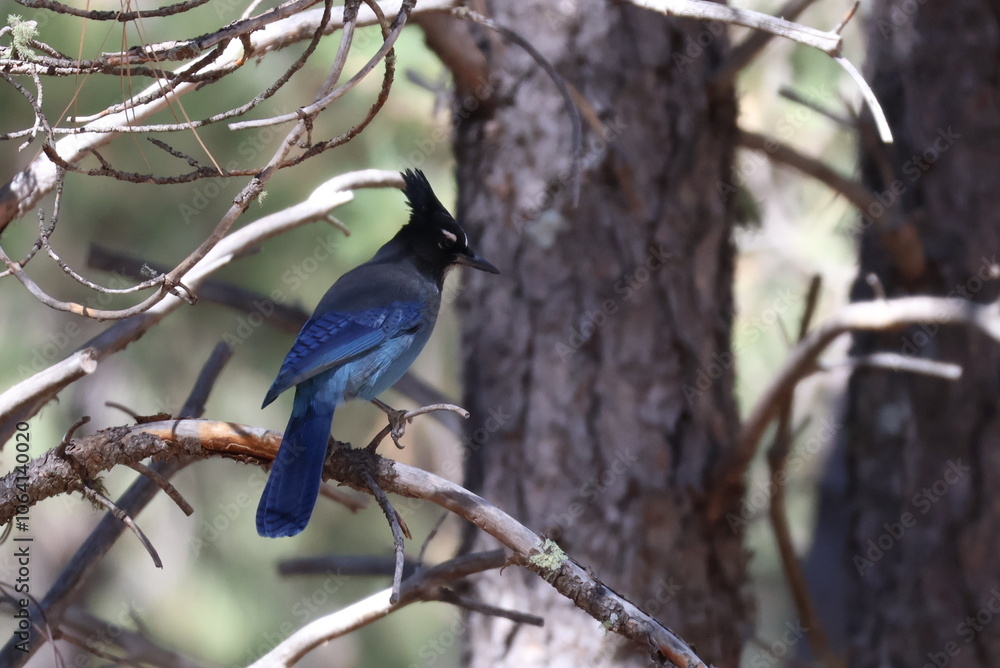 Obraz premium steller's jay on a branch
