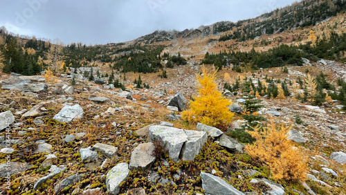 Larches colors in late fall