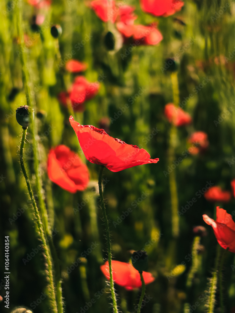 Obraz premium Red poppy flower