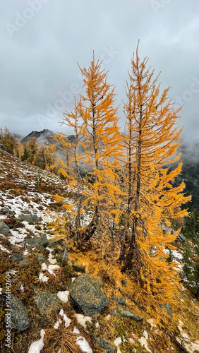 Larches colors in late fall