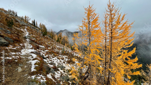 Larches colors in late fall
