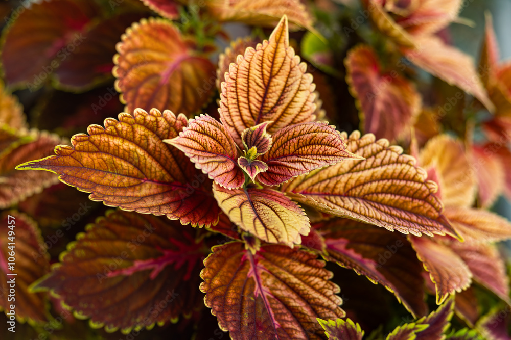 Close-up photo of colorful leaves of coleus or painted nettle plant. Close-up photo of colorful leaves of coleus or painted nettle plant.