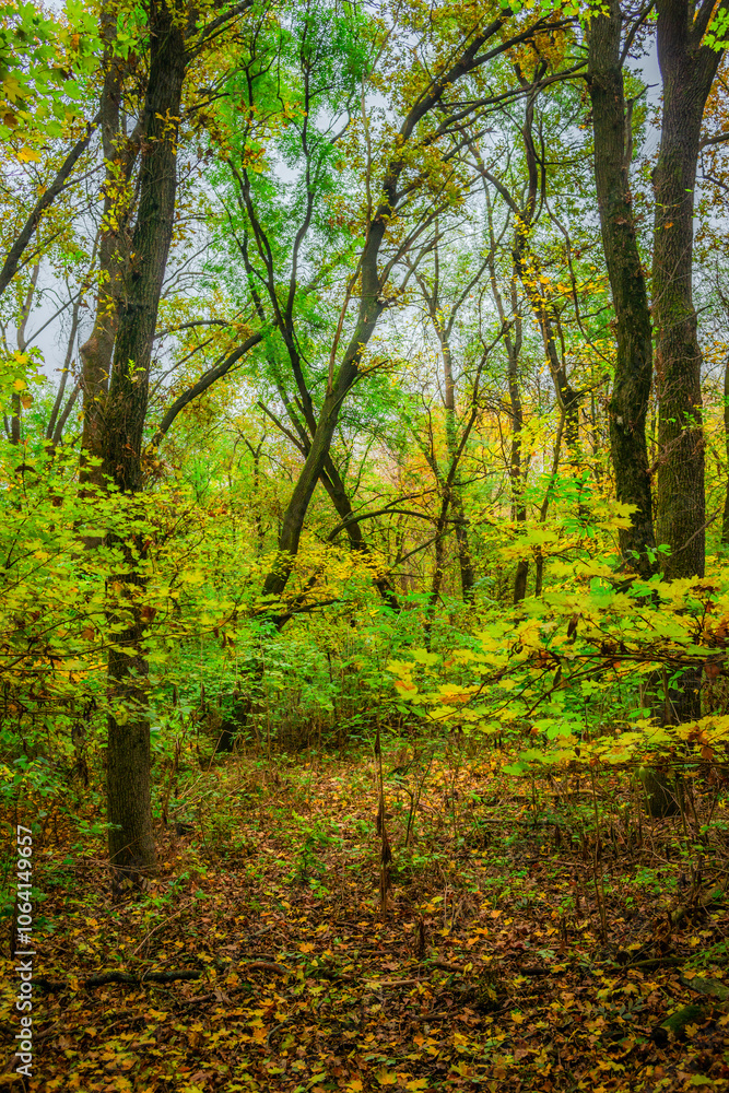 Forest flora,maple trees in the forest,beautiful look on the woods.Landscape photo in the forest.Autumn colors,green and orange leaves on trees, field near the forest Forest flora,maple trees in the forest,beautiful look on the woods.Landscape photo in the forest.Autumn colors,green and orange leaves on trees, field near the forest
