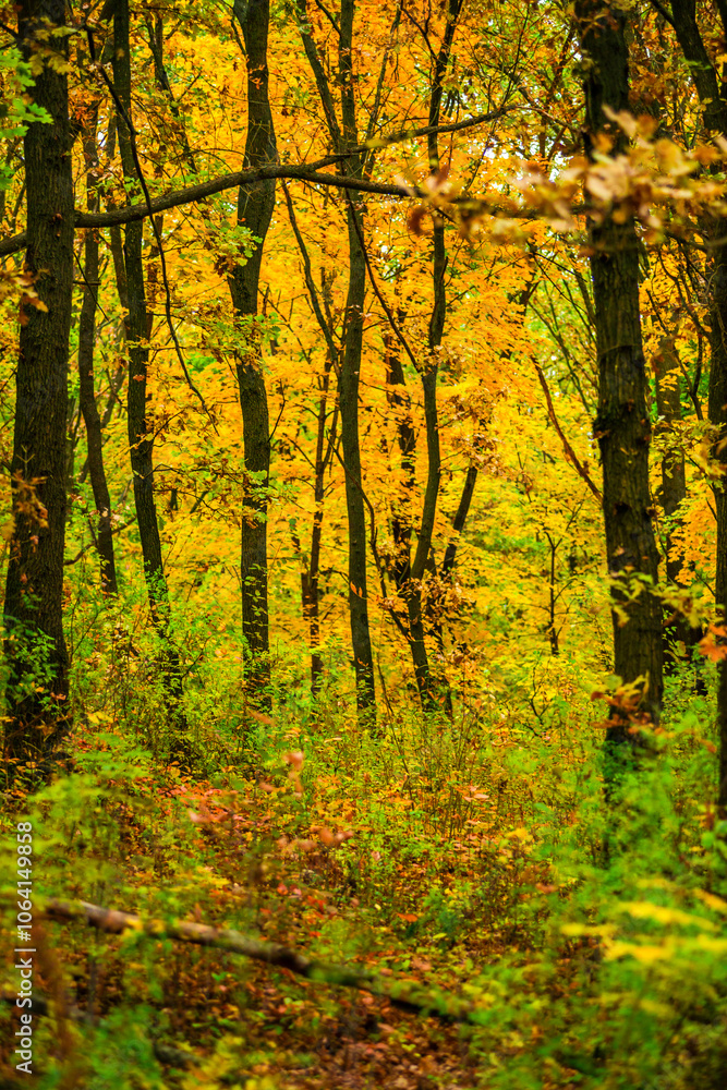 Maple forest , maple leaves and trees on the picture,yellow and orange colors.Fall in the forest,beautiful nature, autumn landscape in the forest.Woodlands flora in the park.Pov camping in the forest Maple forest , maple leaves and trees on the picture,yellow and orange colors.Fall in the forest,beautiful nature, autumn landscape in the forest.Woodlands flora in the park.Pov camping in the forest
