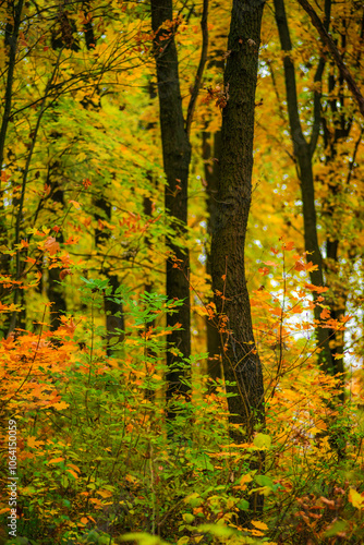 Maple forest , maple leaves and trees on the picture,yellow and orange colors.Fall in the forest,beautiful nature, autumn landscape in the forest.Woodlands flora in the park.Pov camping in the forest