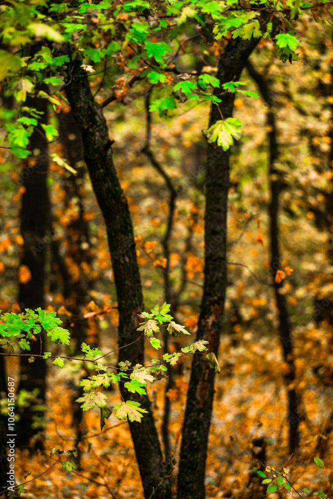 Maple forest , maple leaves and trees on the picture,yellow and orange colors.Fall in the forest,beautiful nature, autumn landscape in the forest.Woodlands flora in the park.Pov camping in the forest Maple forest , maple leaves and trees on the picture,yellow and orange colors.Fall in the forest,beautiful nature, autumn landscape in the forest.Woodlands flora in the park.Pov camping in the forest