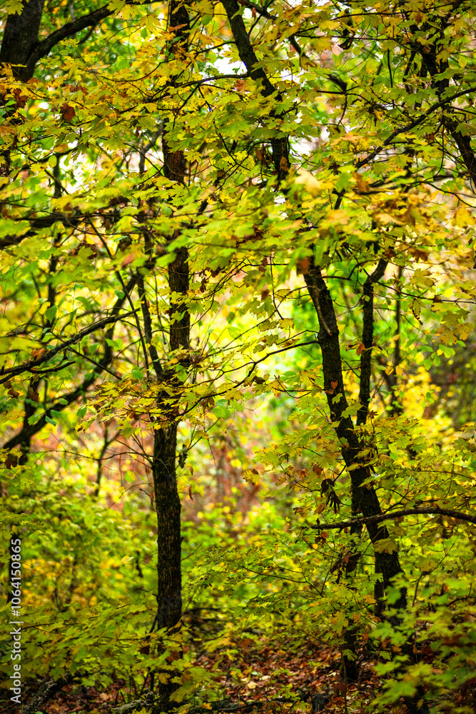 Maple forest , maple leaves and trees on the picture,yellow and orange colors.Fall in the forest,beautiful nature, autumn landscape in the forest.Woodlands flora in the park.Pov camping in the forest Maple forest , maple leaves and trees on the picture,yellow and orange colors.Fall in the forest,beautiful nature, autumn landscape in the forest.Woodlands flora in the park.Pov camping in the forest
