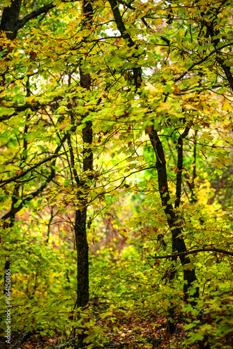 Maple forest , maple leaves and trees on the picture,yellow and orange colors.Fall in the forest,beautiful nature, autumn landscape in the forest.Woodlands flora in the park.Pov camping in the forest