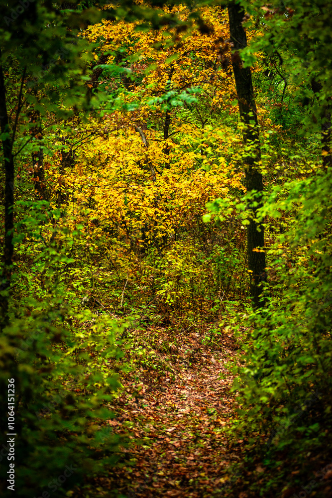 Maple forest , maple leaves and trees on the picture,yellow and orange colors.Fall in the forest,beautiful nature, autumn landscape in the forest.Woodlands flora in the park.Pov camping in the forest Maple forest , maple leaves and trees on the picture,yellow and orange colors.Fall in the forest,beautiful nature, autumn landscape in the forest.Woodlands flora in the park.Pov camping in the forest