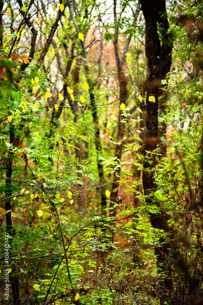 Maple forest , maple leaves and trees on the picture,yellow and orange colors.Fall in the forest,beautiful nature, autumn landscape in the forest.Woodlands flora in the park.Pov camping in the forest Maple forest , maple leaves and trees on the picture,yellow and orange colors.Fall in the forest,beautiful nature, autumn landscape in the forest.Woodlands flora in the park.Pov camping in the forest