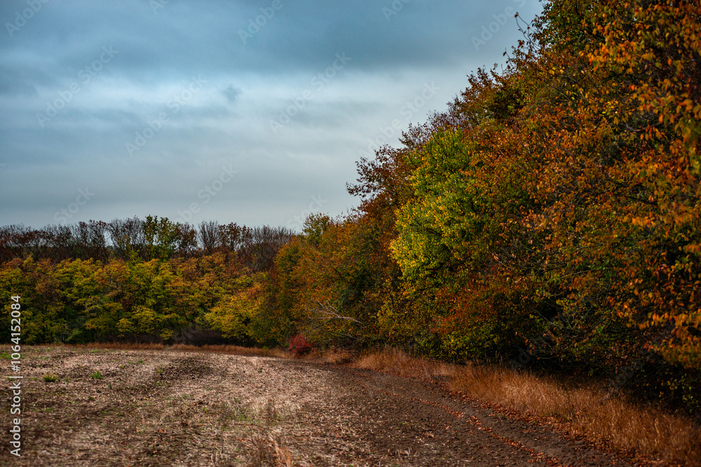 Forest flora,maple trees in the forest,beautiful look on the woods.Landscape photo in the forest.Autumn colors,green and orange leaves on trees, field near the forest Forest flora,maple trees in the forest,beautiful look on the woods.Landscape photo in the forest.Autumn colors,green and orange leaves on trees, field near the forest