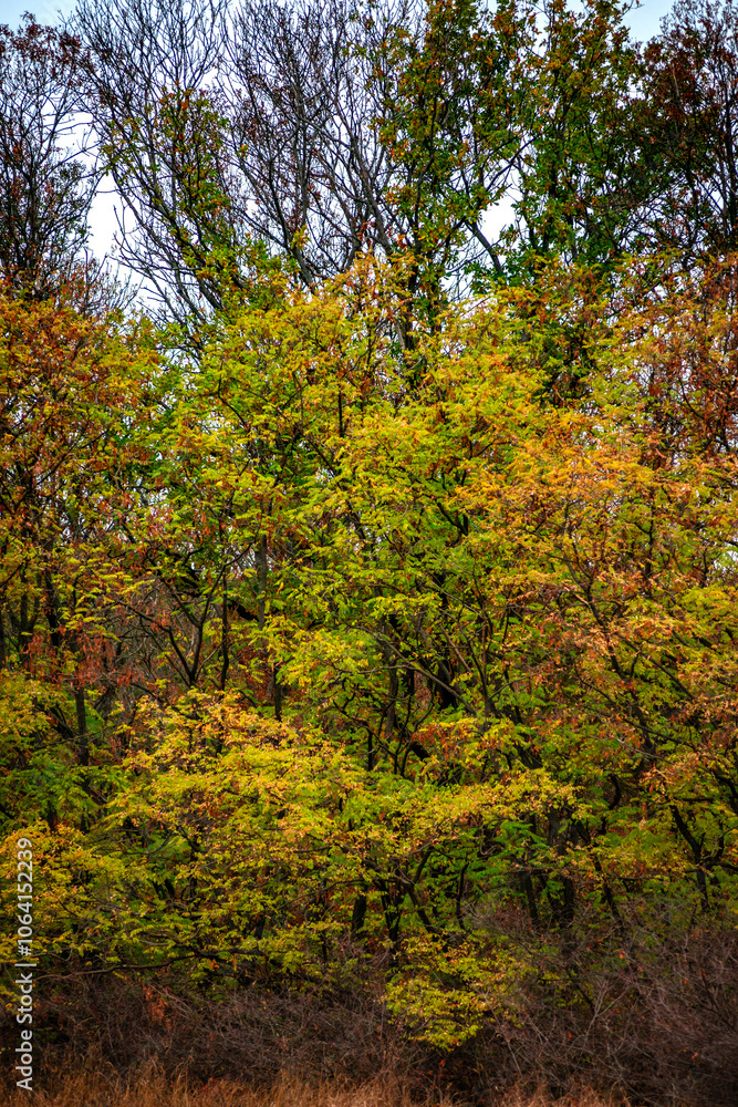 Maple forest at the autumn day,leaves on trees with beautiful colors.Mystery woodlands,yellow and green trees in the forest.Maple leaves.Landscape in the woods.Horizontical and vertical shots . Maple forest at the autumn day,leaves on trees with beautiful colors.Mystery woodlands,yellow and green trees in the forest.Maple leaves.Landscape in the woods.Horizontical and vertical shots .