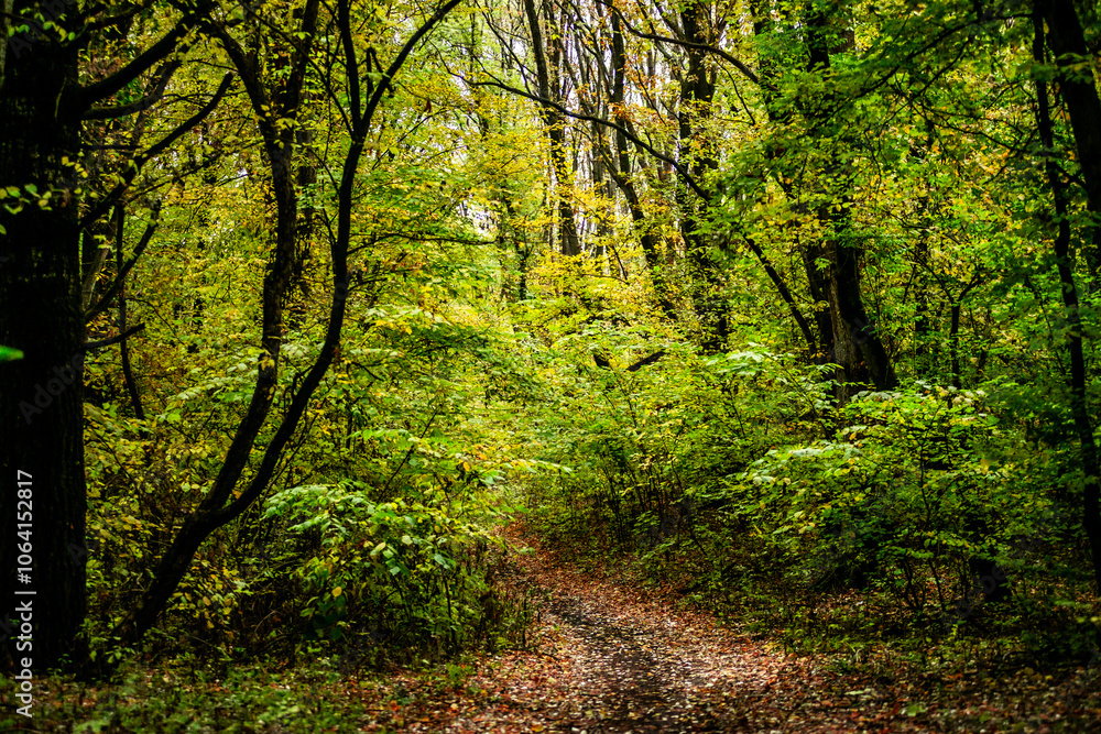 Maple forest at the autumn day,leaves on trees with beautiful colors.Mystery woodlands,yellow and green trees in the forest.Maple leaves.Landscape in the woods.Horizontical and vertical shots . Maple forest at the autumn day,leaves on trees with beautiful colors.Mystery woodlands,yellow and green trees in the forest.Maple leaves.Landscape in the woods.Horizontical and vertical shots .