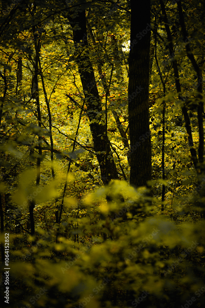 Obraz premium Maple forest at the autumn day,leaves on trees with beautiful colors.Mystery woodlands,yellow and green trees in the forest.Maple leaves.Landscape in the woods.Horizontical and vertical shots .