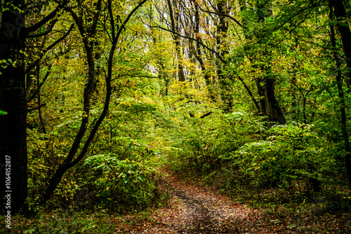 Wallpaper Mural Maple forest at the autumn day,leaves on trees with beautiful colors.Mystery woodlands,yellow and green trees in the forest.Maple leaves.Landscape in the woods.Horizontical and vertical shots . Torontodigital.ca