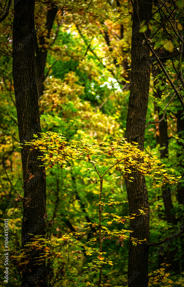 Maple forest at the autumn day,leaves on trees with beautiful colors.Mystery woodlands,yellow and green trees in the forest.Maple leaves.Landscape in the woods.Horizontical and vertical shots . Maple forest at the autumn day,leaves on trees with beautiful colors.Mystery woodlands,yellow and green trees in the forest.Maple leaves.Landscape in the woods.Horizontical and vertical shots .