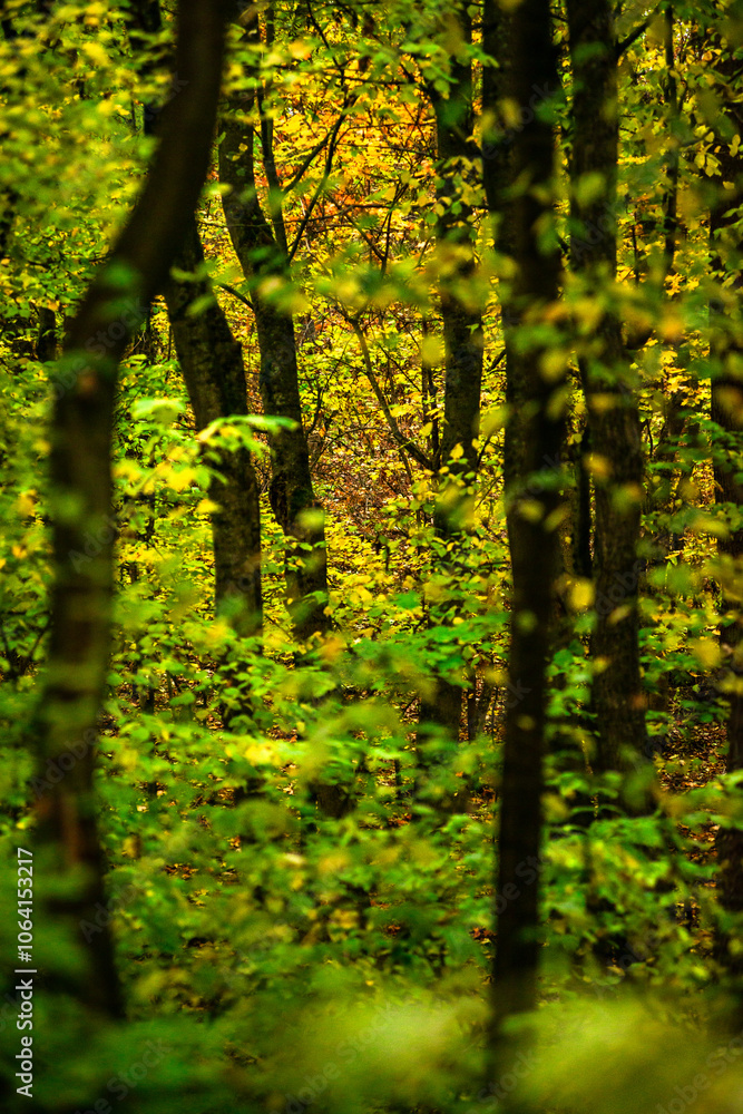Obraz premium Maple forest at the autumn day,leaves on trees with beautiful colors.Mystery woodlands,yellow and green trees in the forest.Maple leaves.Landscape in the woods.Horizontical and vertical shots .