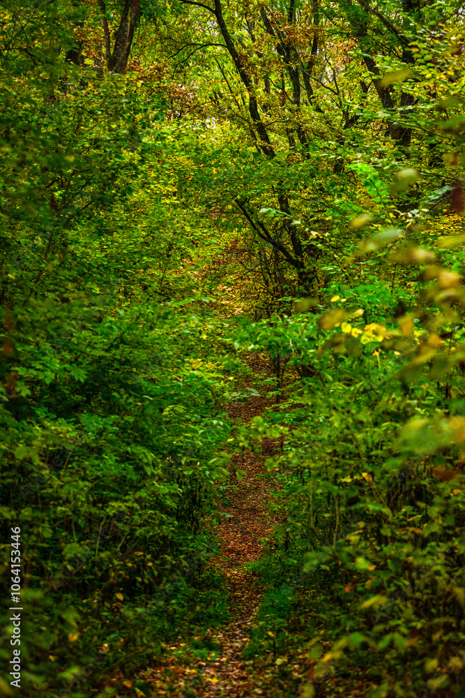 Maple forest at the autumn day,leaves on trees with beautiful colors.Mystery woodlands,yellow and green trees in the forest.Maple leaves.Landscape in the woods.Horizontical and vertical shots . Maple forest at the autumn day,leaves on trees with beautiful colors.Mystery woodlands,yellow and green trees in the forest.Maple leaves.Landscape in the woods.Horizontical and vertical shots .