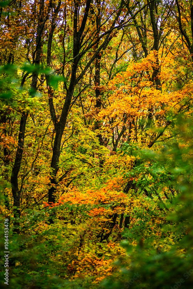Maple forest at the autumn day,leaves on trees with beautiful colors.Mystery woodlands,yellow and green trees in the forest.Maple leaves.Landscape in the woods.Horizontical and vertical shots . Maple forest at the autumn day,leaves on trees with beautiful colors.Mystery woodlands,yellow and green trees in the forest.Maple leaves.Landscape in the woods.Horizontical and vertical shots .
