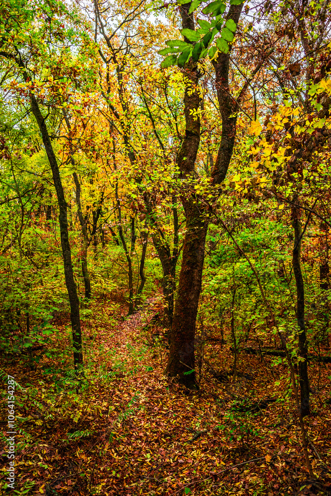 Autumn forest at the morning,green and yellow leaves on trees.Beautiful landscape pictures in the woodlands and forest.Path in the woods, Ukrainian nature.Beautiful and mystery weather ,fall colors Autumn forest at the morning,green and yellow leaves on trees.Beautiful landscape pictures in the woodlands and forest.Path in the woods, Ukrainian nature.Beautiful and mystery weather ,fall colors