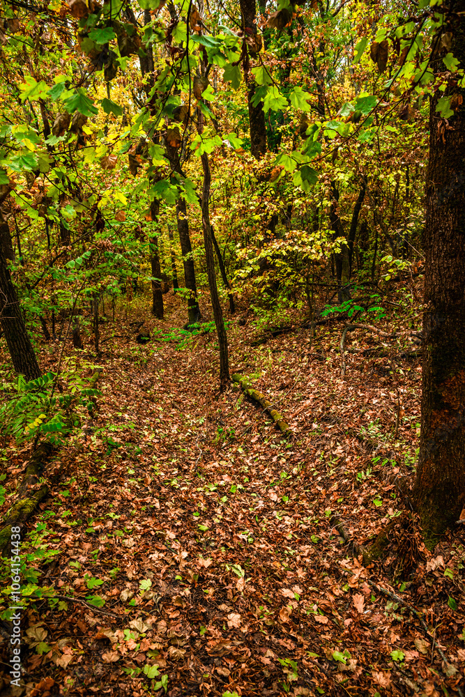 Obraz premium Autumn forest at the morning,green and yellow leaves on trees.Beautiful landscape pictures in the woodlands and forest.Path in the woods, Ukrainian nature.Beautiful and mystery weather ,fall colors