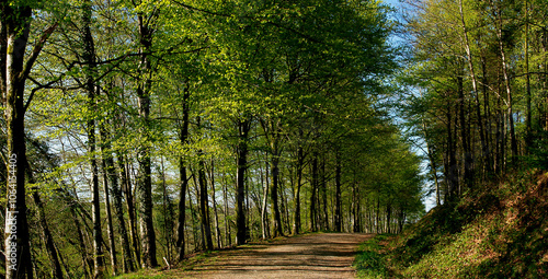 Early summer in the woodlands of Brayford in North Devon, UK. A beautiful shady walk. photo