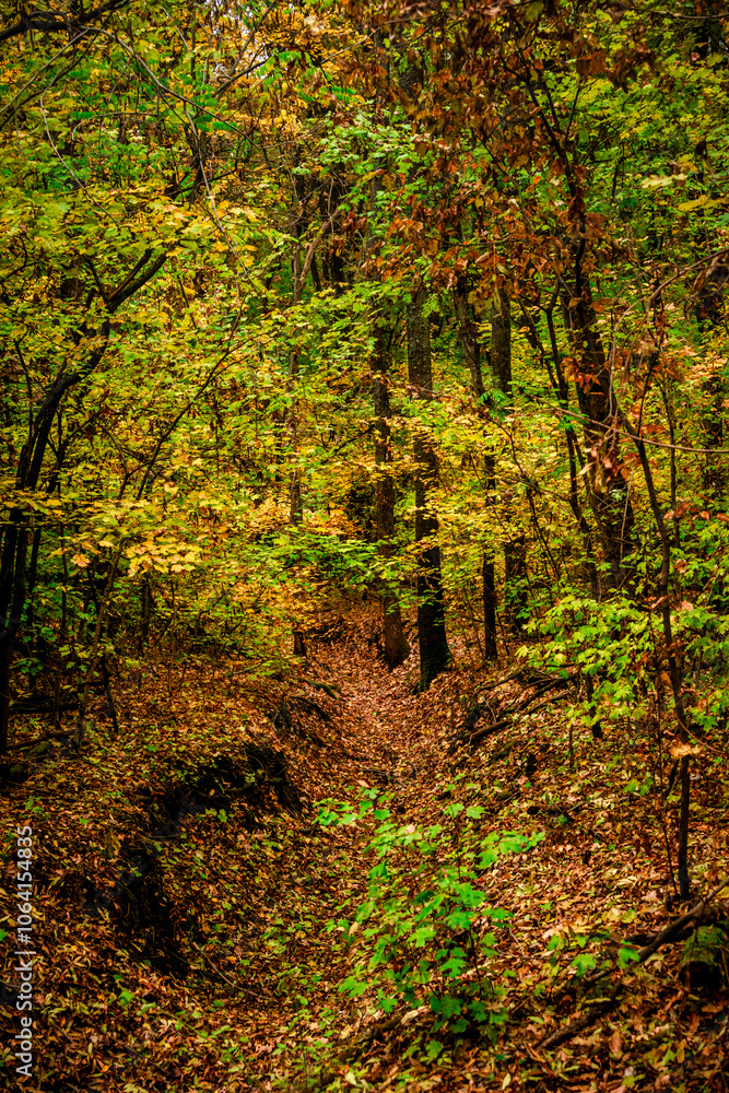 Autumn forest at the morning,green and yellow leaves on trees.Beautiful landscape pictures in the woodlands and forest.Path in the woods, Ukrainian nature.Beautiful and mystery weather ,fall colors Autumn forest at the morning,green and yellow leaves on trees.Beautiful landscape pictures in the woodlands and forest.Path in the woods, Ukrainian nature.Beautiful and mystery weather ,fall colors