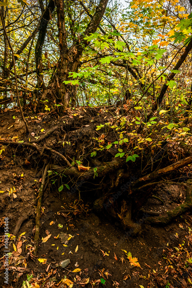 Autumn forest at the morning,green and yellow leaves on trees.Beautiful landscape pictures in the woodlands and forest.Path in the woods, Ukrainian nature.Beautiful and mystery weather ,fall colors Autumn forest at the morning,green and yellow leaves on trees.Beautiful landscape pictures in the woodlands and forest.Path in the woods, Ukrainian nature.Beautiful and mystery weather ,fall colors