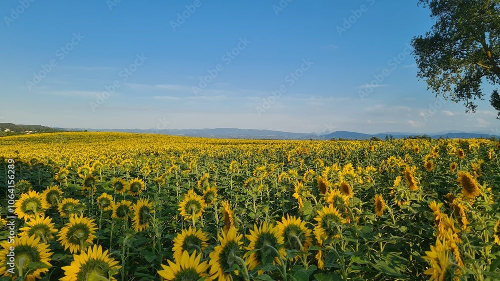 Fototapeta premium Champs de tournesol avec le Bugarach en arrière-plan