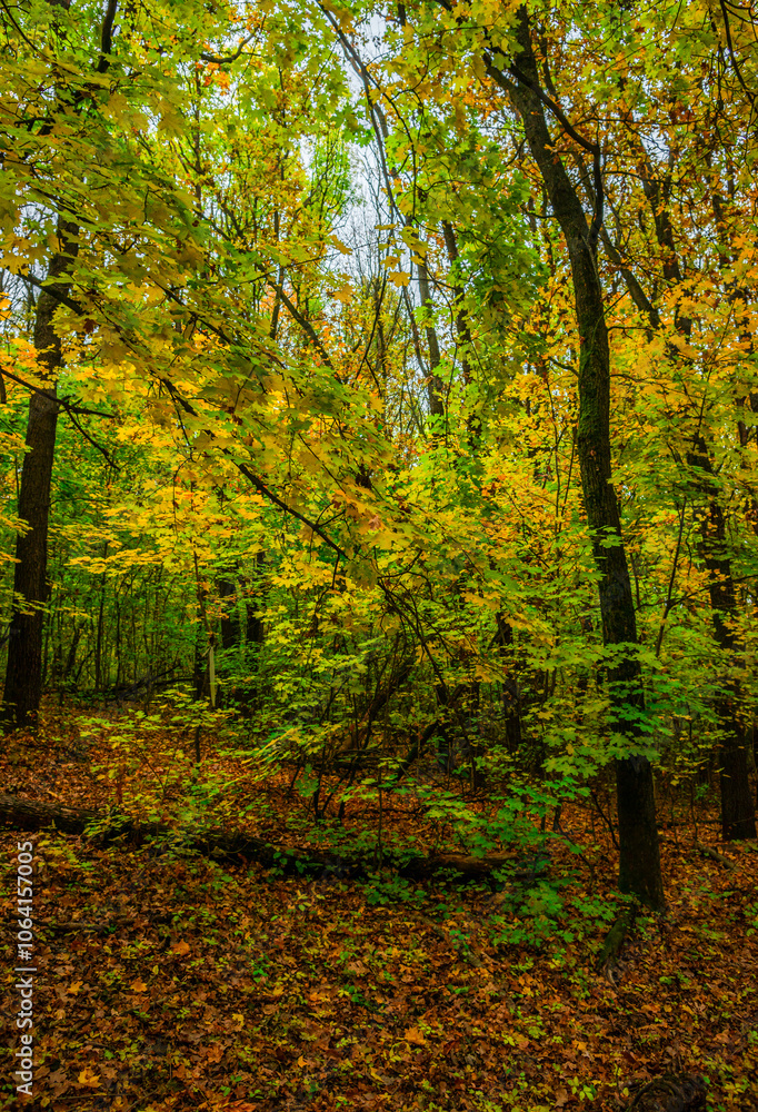 Autumn forest with green and yellow trees,october forest landscape.Fallen trees in the frame.Green colors.Mystery woodlands.Maple trees and leaves.Morning landscape.Camping in the forest Autumn forest with green and yellow trees,october forest landscape.Fallen trees in the frame.Green colors.Mystery woodlands.Maple trees and leaves.Morning landscape.Camping in the forest