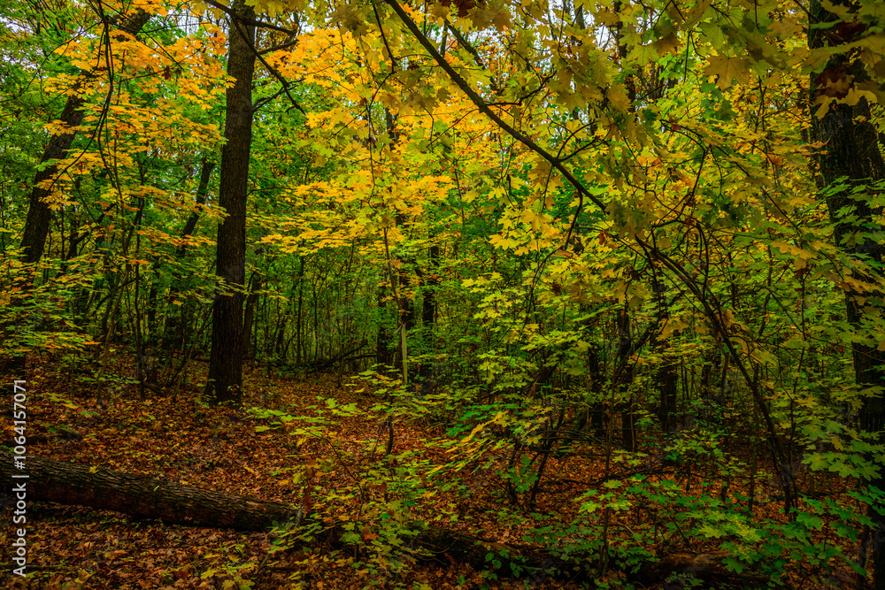 Autumn forest with green and yellow trees,october forest landscape.Fallen trees in the frame.Green colors.Mystery woodlands.Maple trees and leaves.Morning landscape.Camping in the forest Autumn forest with green and yellow trees,october forest landscape.Fallen trees in the frame.Green colors.Mystery woodlands.Maple trees and leaves.Morning landscape.Camping in the forest